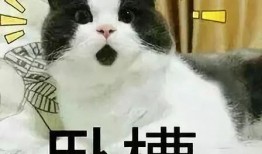 每日必吃 热点黑料第一站,热点黑料第一站，揭秘美食背后的秘密